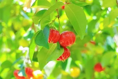frutas jigsaw puzzle