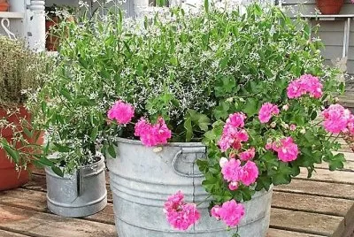 flores