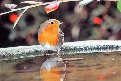 natural jigsaw puzzle