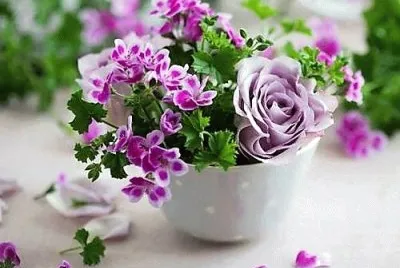 flores
