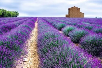 flores