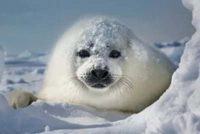 baby seal