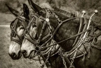 mule team