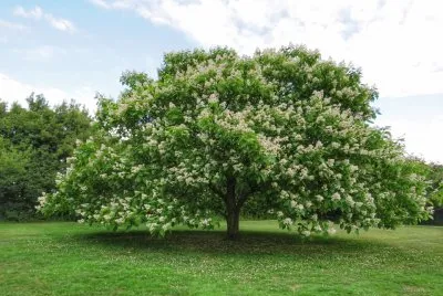 beautiful tree