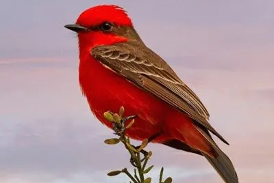 Red bird