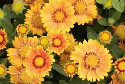 daisies