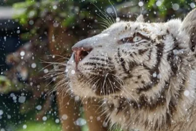 tiger and snow