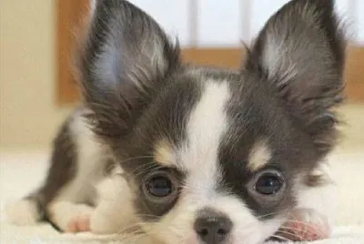 Hund 3 jigsaw puzzle