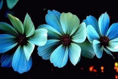 flores