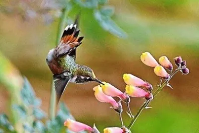 natural jigsaw puzzle
