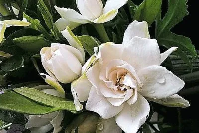 flores