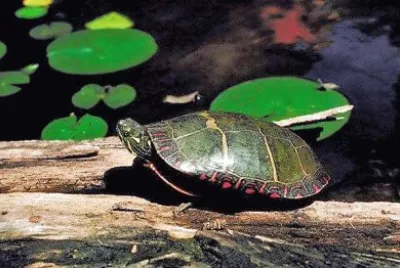 natural jigsaw puzzle