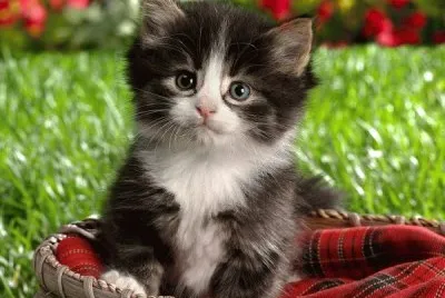 gatito tierno