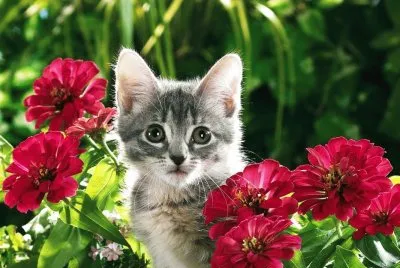 פאזל של Gatito