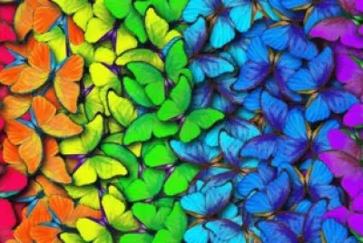 Colorful Butterflies