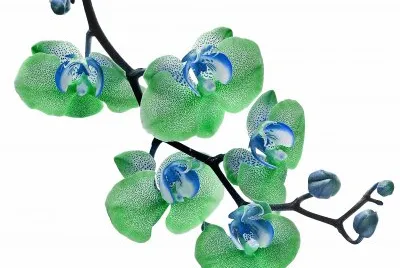 פאזל של flores