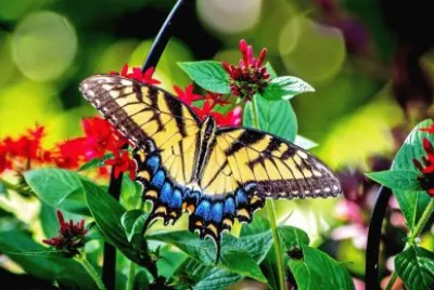 Mariposa jigsaw puzzle