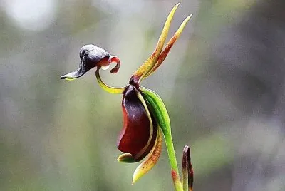 פאזל של flores