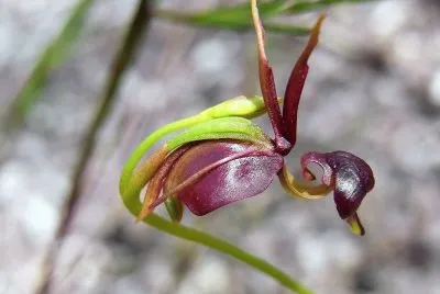 פאזל של flores