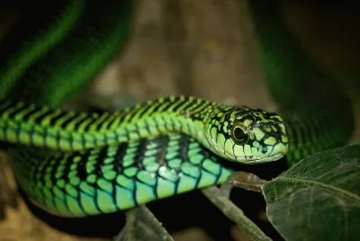 Boomslang jigsaw puzzle