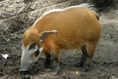 Potamocero