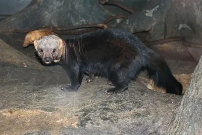 Tayra