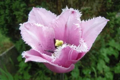 tulipe