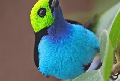 natural