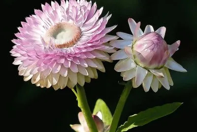 flores