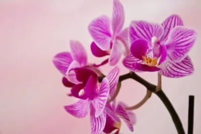 פאזל של FLORES