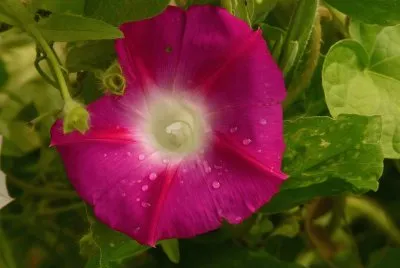 morning glory