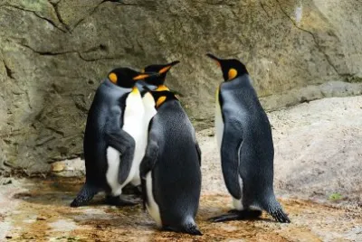 Pinguins