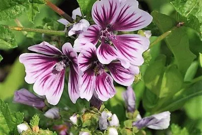 flores