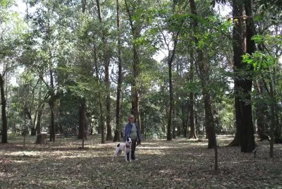 bosque