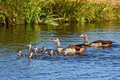 aves aquáticas