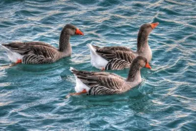 aves aquÃ¡ticas