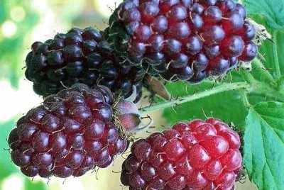 natural jigsaw puzzle