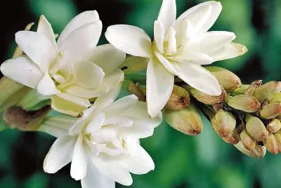 פאזל של flores