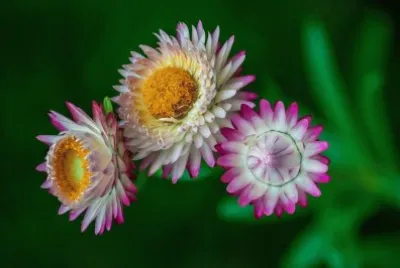 flores