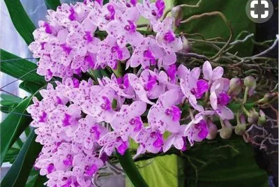 פאזל של flores