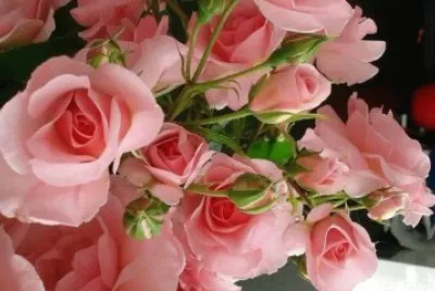 flores