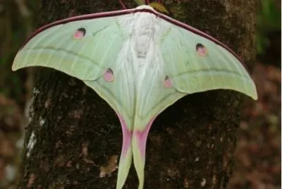 Actias selene