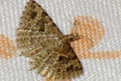 Alucita