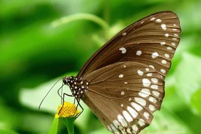 Euploea core