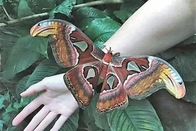 natural