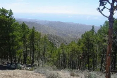 Bosque de Pino