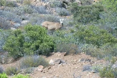 Venado