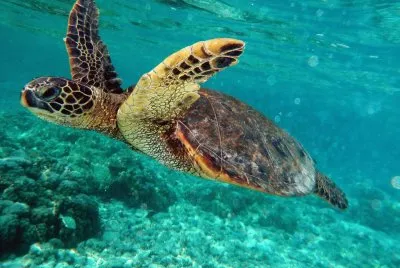 Tartaruga embaricata