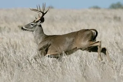VENADO