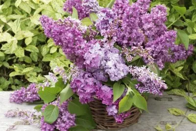 lilas